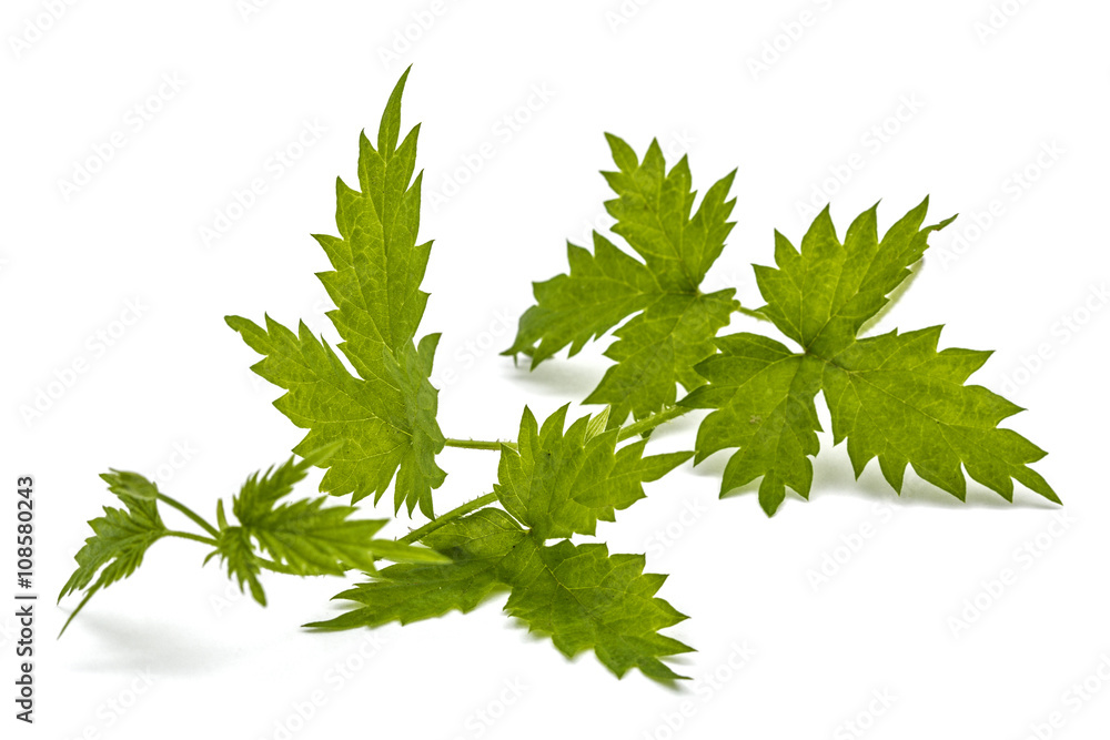 Young shoots of hops, isolated on white background Young shoots of hops, isolated on white background