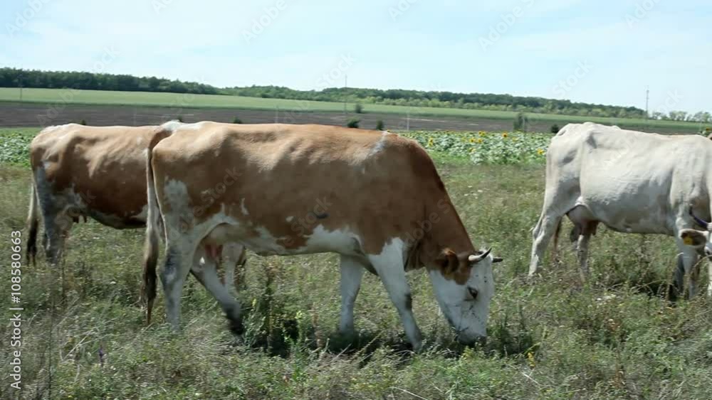 Dairy cows grazing on grass in the pasture Dairy cows grazing on grass in the pasture