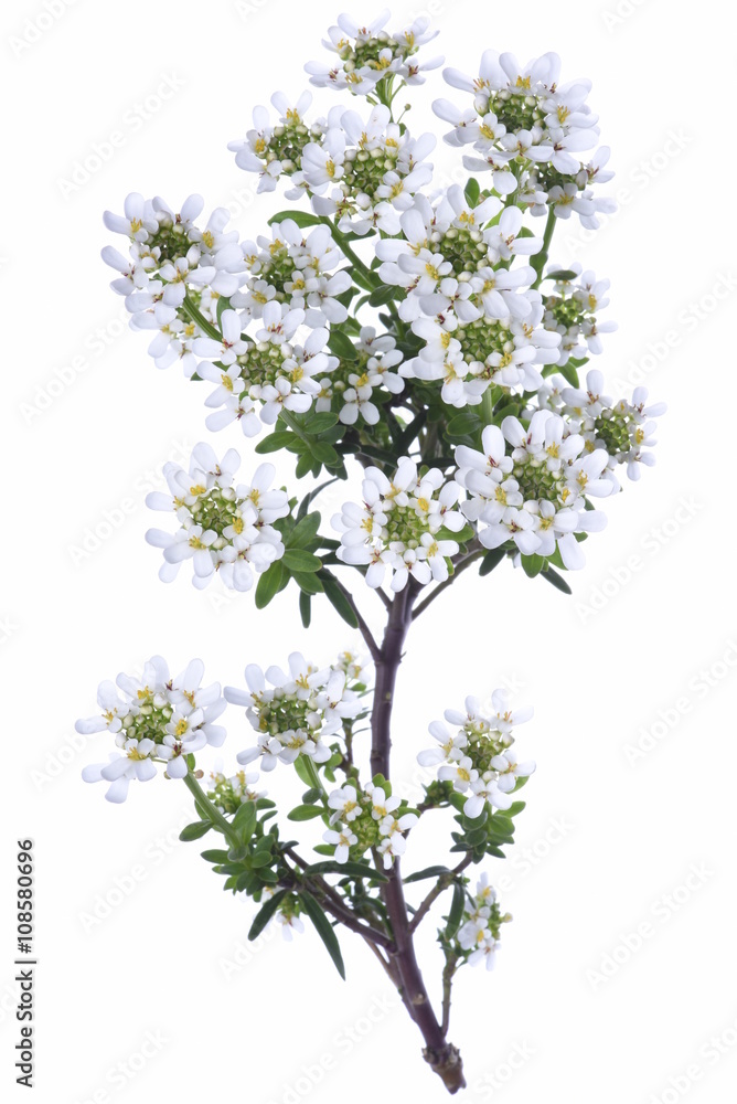 Candytuft Iberis sempervirens isolated on white background Candytuft Iberis sempervirens isolated on white background