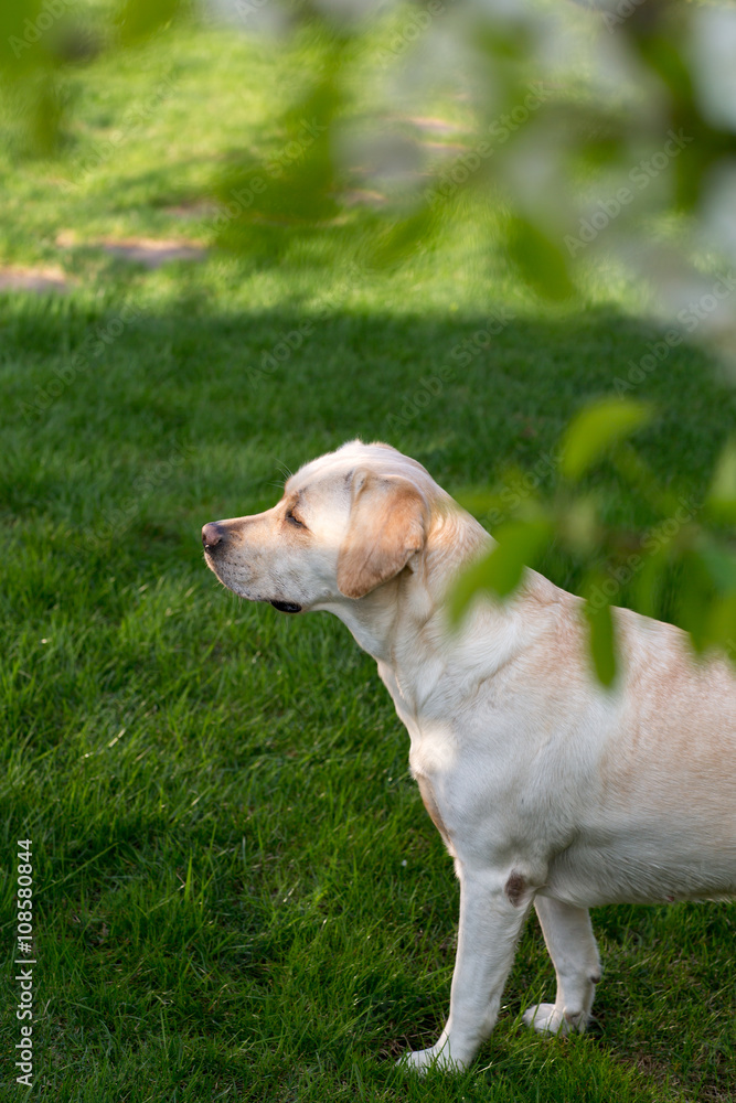 Adorable Labrador sitting on green grass, outdoors