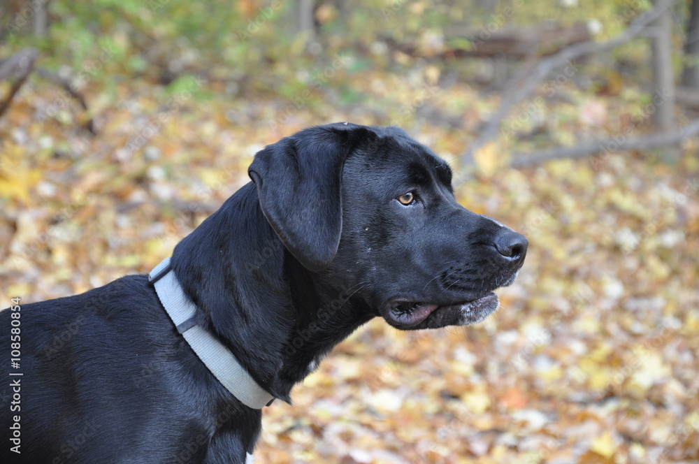 Black dog in fall woods