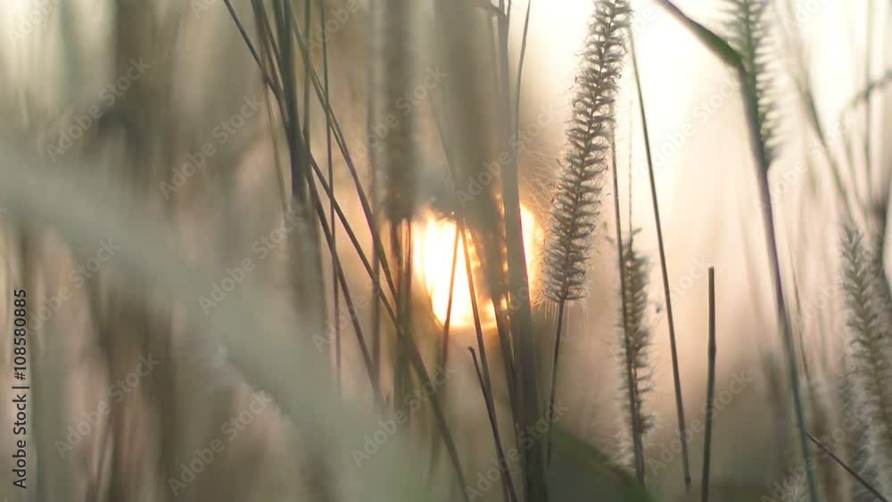 Grass flower with sunset blurred background (Handheld shot) Grass flower with sunset blurred background (Handheld shot)