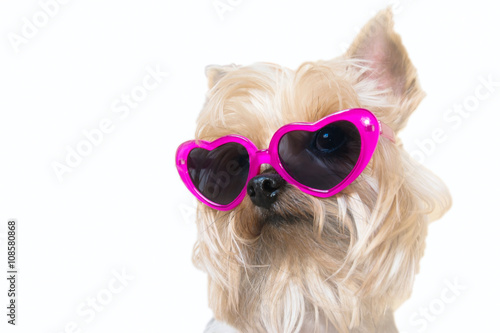 cute Dog with pink sunglasses  © Glamy