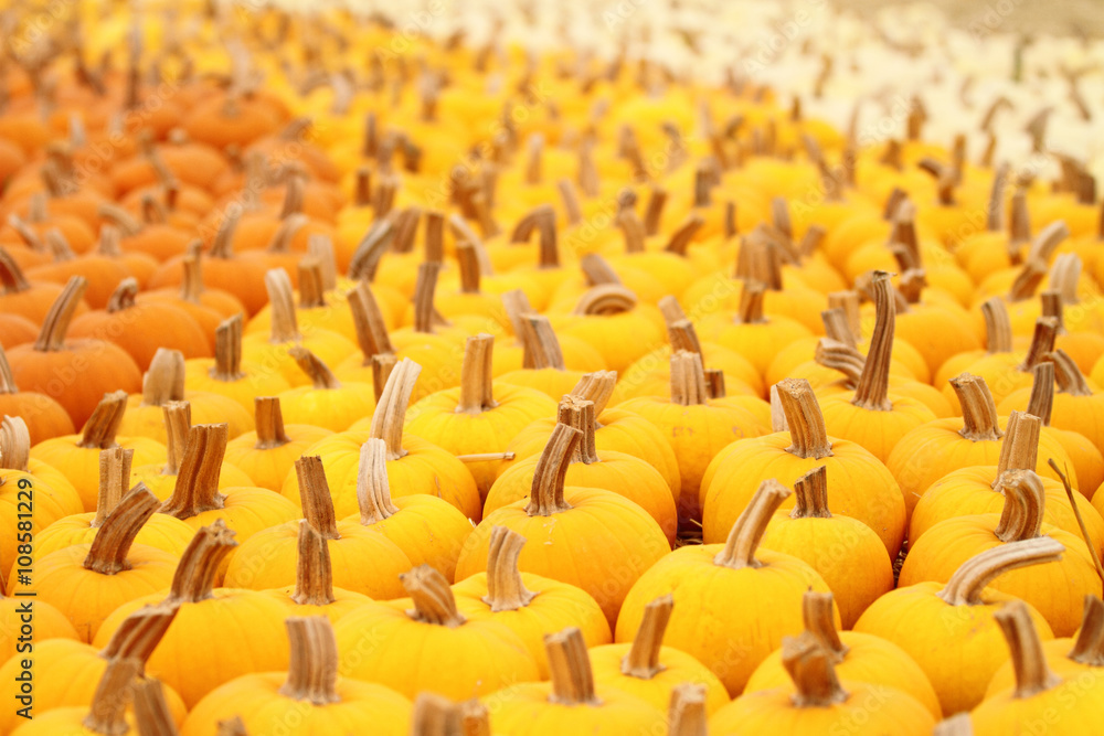Obraz premium Horizontal shot of pumpkin patch