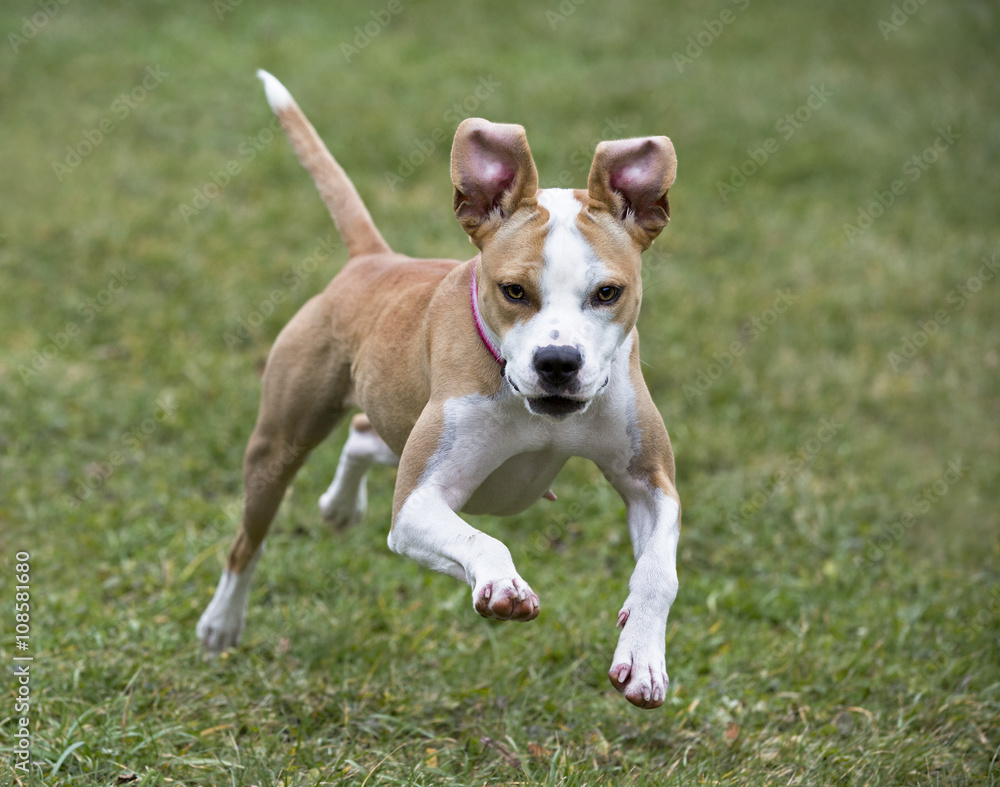 Boxer Pit Bull mixed breed dog running in grass