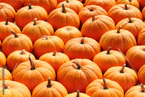 Foto Pumpkins in a pumpkin patch