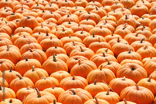 Pumpkins in a pumpkin patch