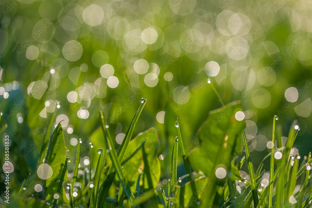 Fototapeta premium Green dewy grass.