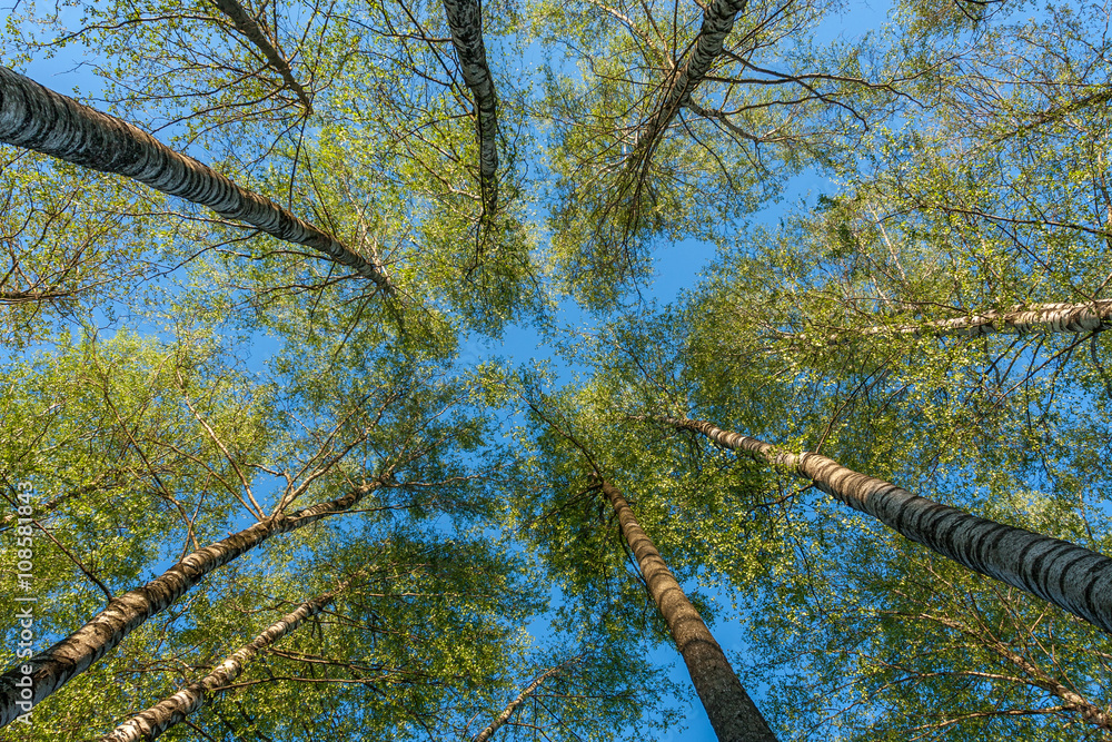Fototapeta premium Treetop view from the bottom.