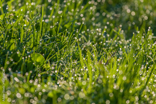 Green dewy grass.