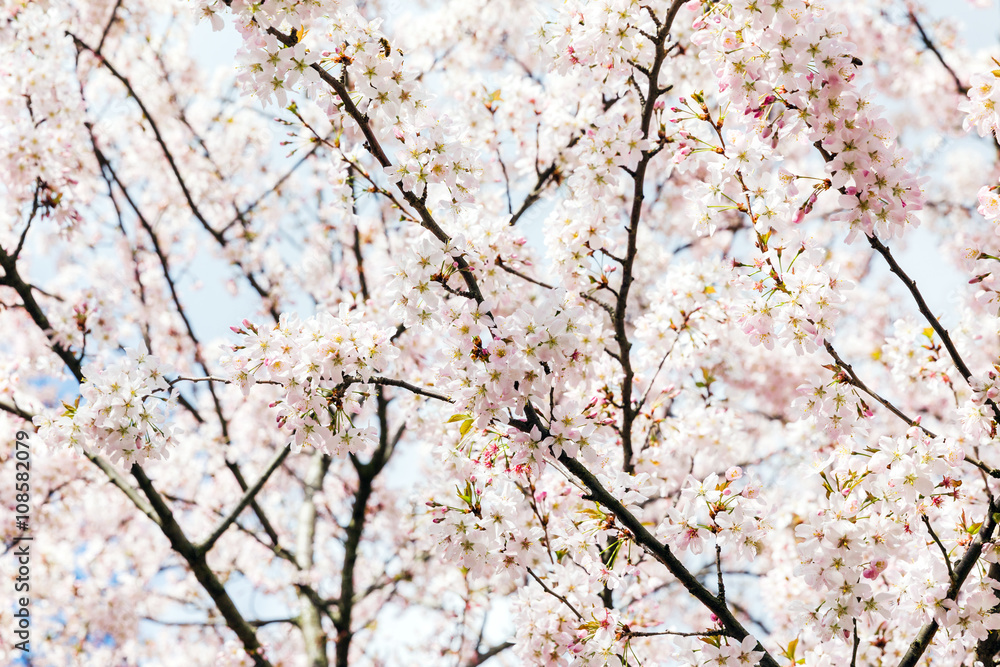 Blooming japan sakura flowers. Cherry tree branches