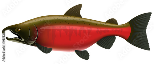 Vector illustration of a Coho Salmon in spawning colors. photo