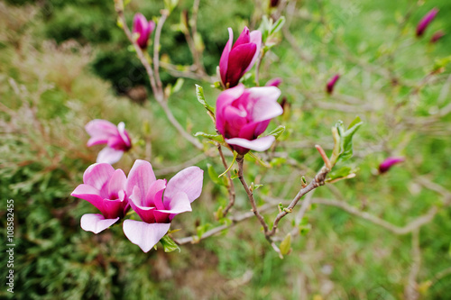 Branches of rose magnolia blossoms