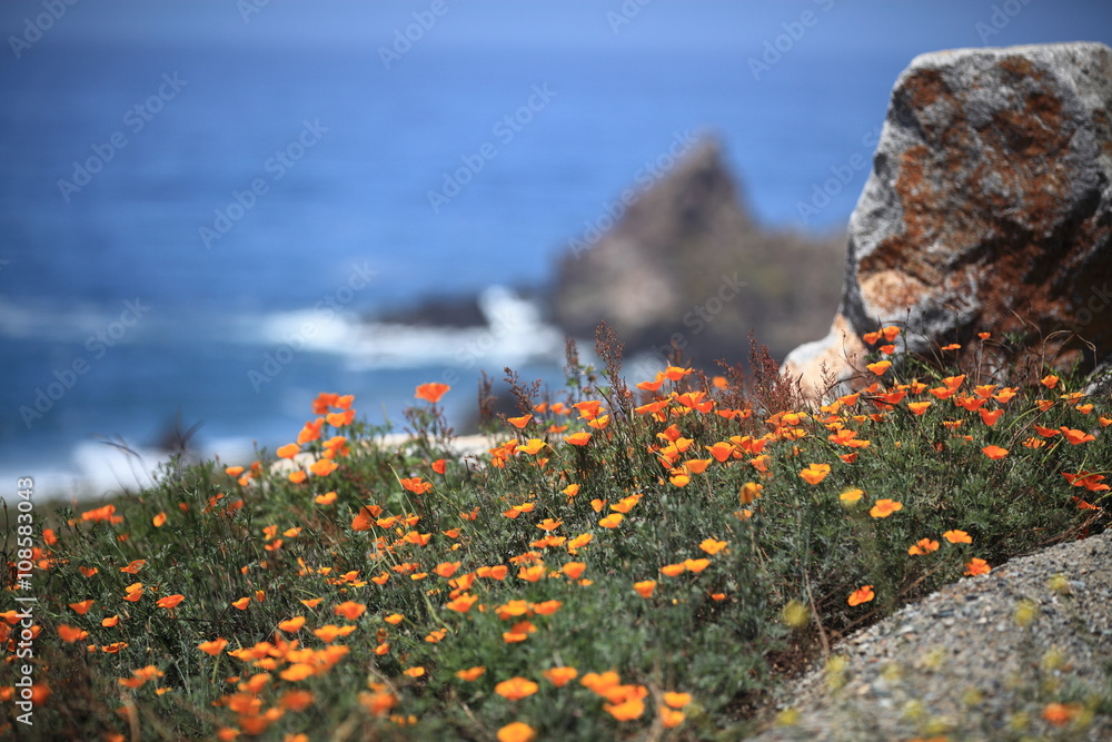 Obraz premium Pole maku kalifornijskiego, Big Sur, Kalifornia, USA