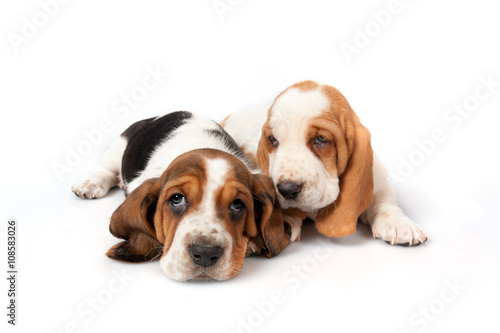 Fototapet Two basset hound puppies talk