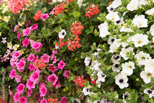 Colorful petunia flowers close up © Kotangens