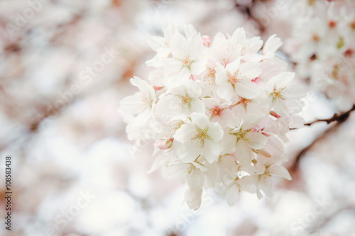 Blooming japan sakura flowers. Cherry tree branch. Selective focus © Laima
