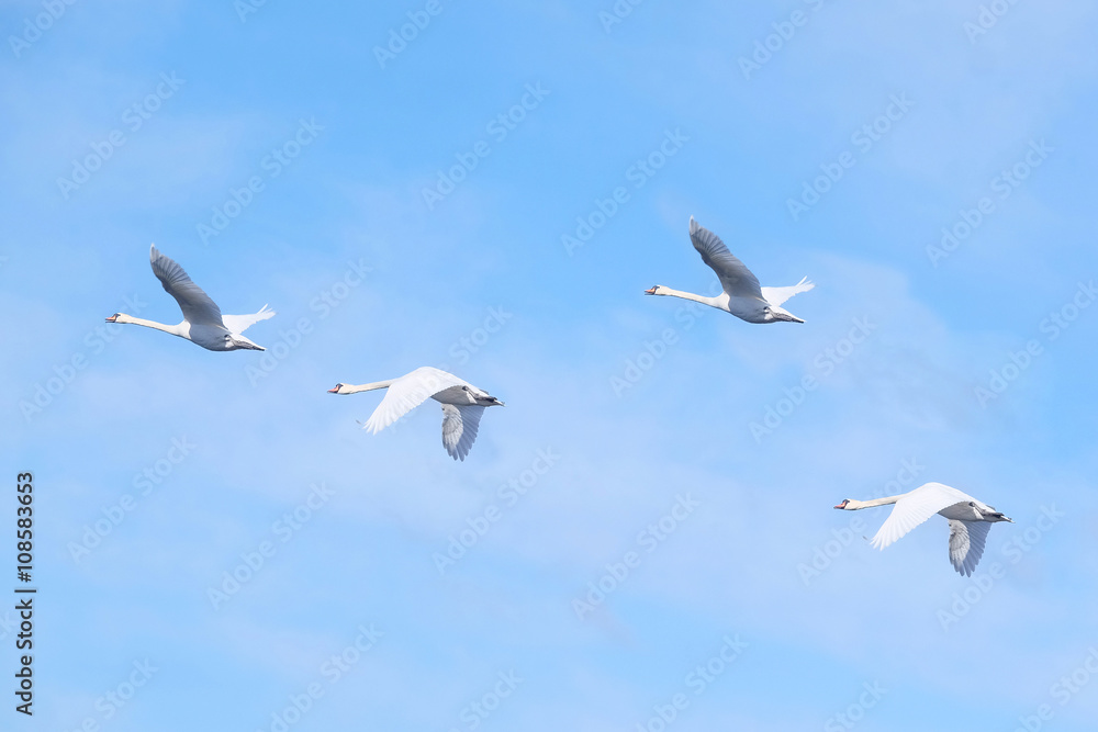 The image of flying swans