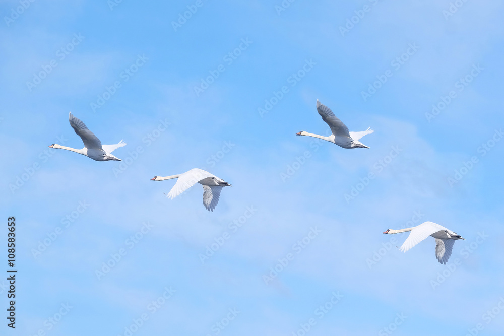 The image of flying swans The image of flying swans