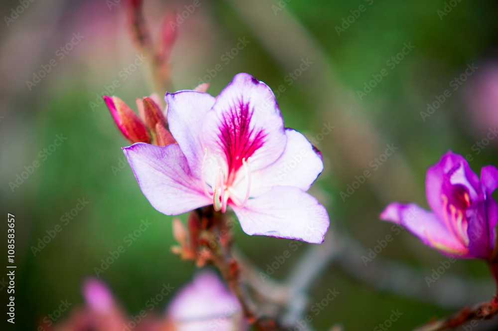 Orchid Tree, Purple Bauhinia (Bauhinia variegata Linn.) Orchid Tree, Purple Bauhinia (Bauhinia variegata Linn.)
