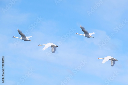 The image of flying swans