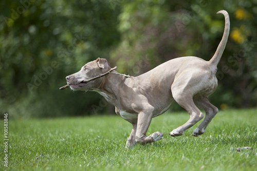 Pitbull Playing With a Stick