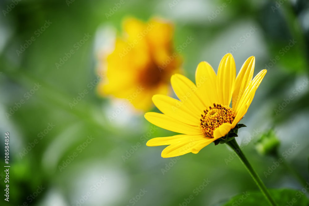 Thymophyllia,yellow flowers, natural summer background, blurred Thymophyllia,yellow flowers, natural summer background, blurred