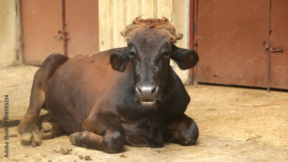 A sitting cow