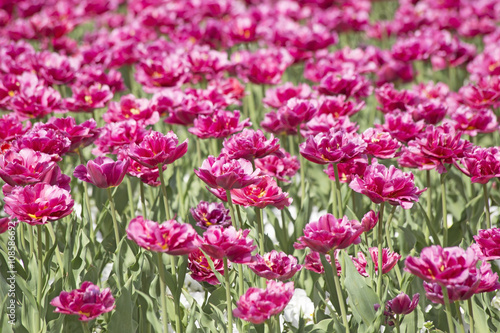 Wallpaper Mural Pink tulips Torontodigital.ca