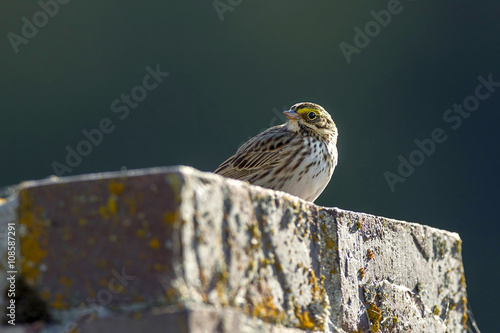 Small savannah sparrow. photo