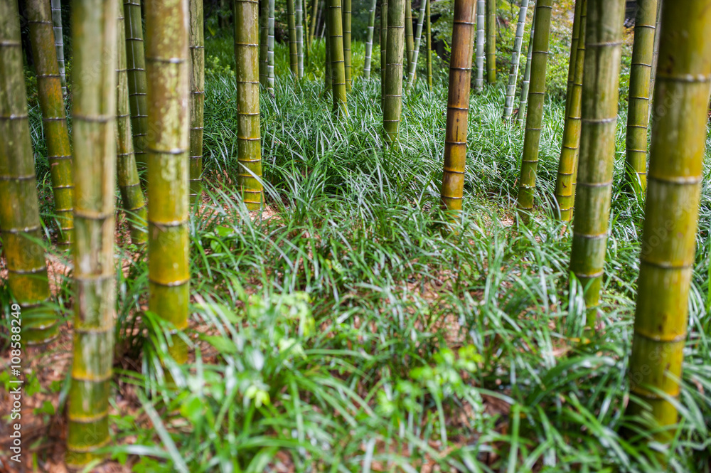 Obraz premium Green bamboo tree trunks in grass