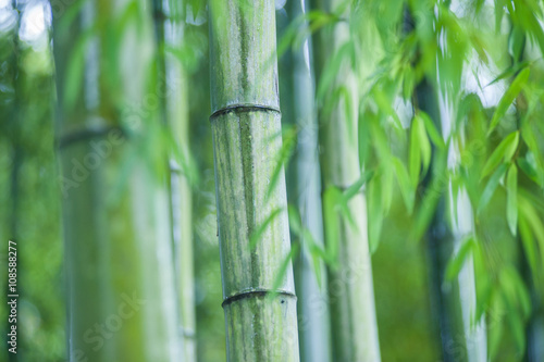 Fototapeta Naklejka Na Ścianę i Meble -  Green bamboo tree trunks in  grass