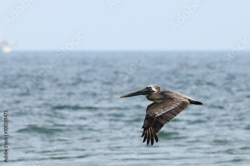 Pelican flying over the ocean © John Wijsman
