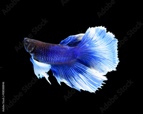 Wallpaper Mural White and blue siamese fighting fish, betta fish isolated on bla Torontodigital.ca