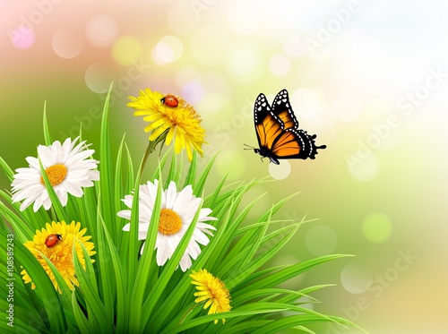Fototapeta Naklejka Na Ścianę i Meble -  Nature summer daisy flowers with butterfly. Vector illustration