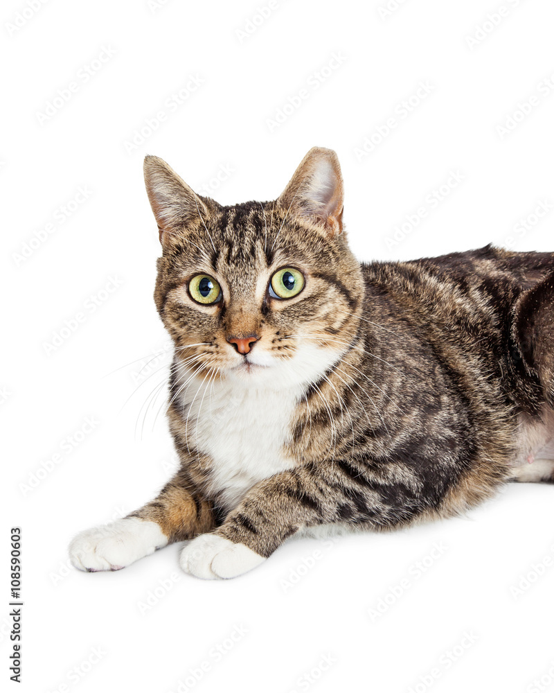 Cropped Closeup Tabby Cat