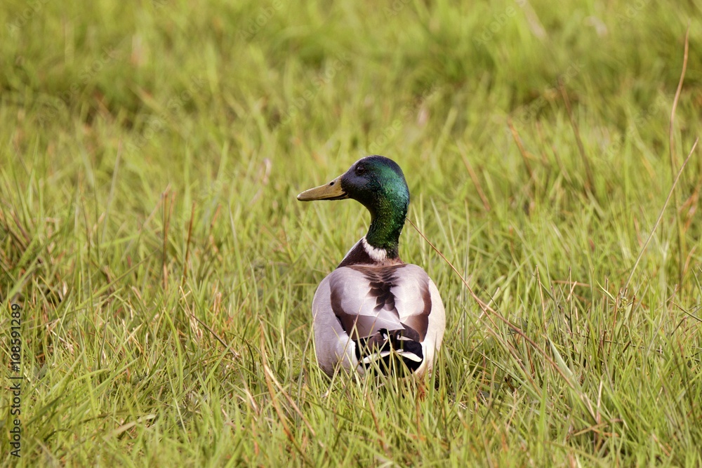 Fototapeta premium Stockente im Gras