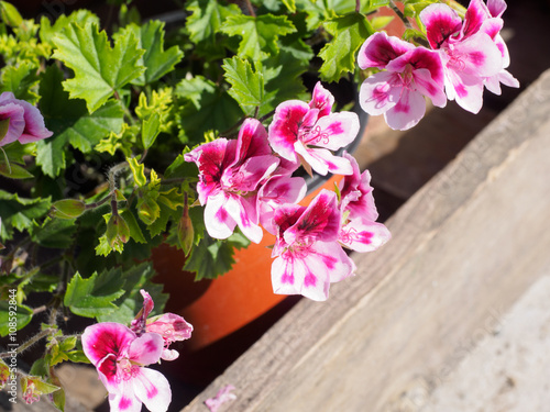 Fototapeta Naklejka Na Ścianę i Meble -  pink geranium flower,
