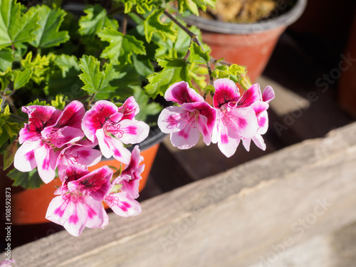 Fototapeta Naklejka Na Ścianę i Meble -  pink geranium flower,