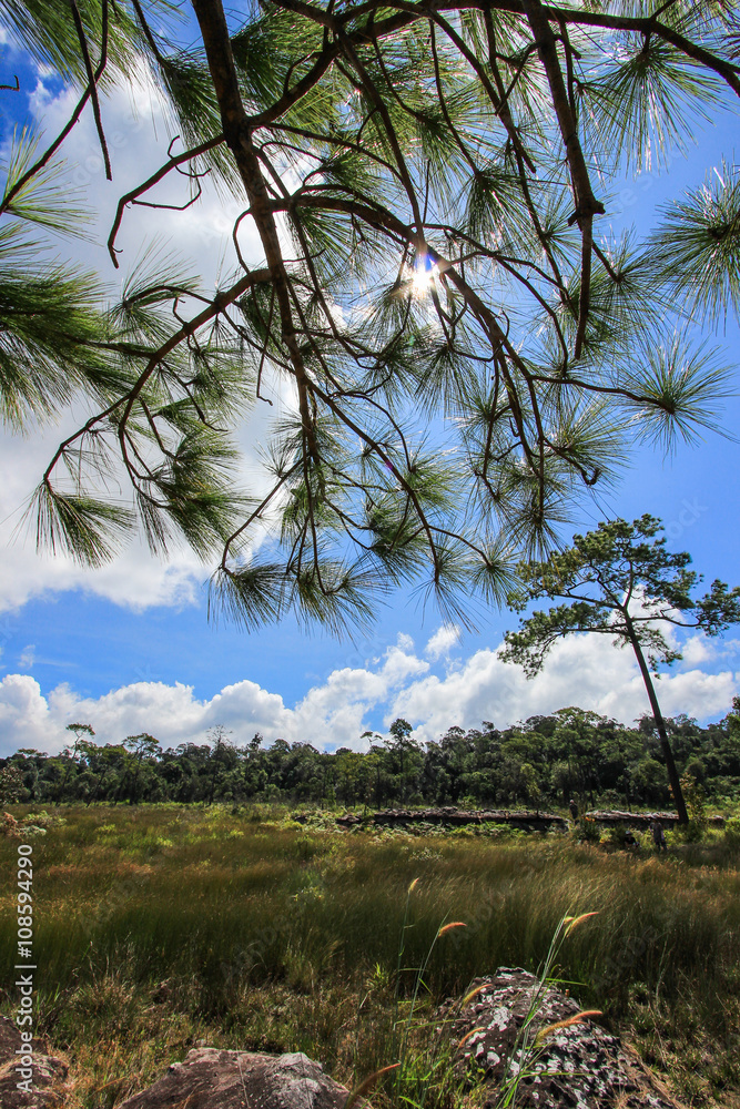 Beautiful nature at Non Son Flower Field (Tung Salaeng Luang Nation Park), Phitsanulok, Thailand Beautiful nature at Non Son Flower Field (Tung Salaeng Luang Nation Park), Phitsanulok, Thailand
