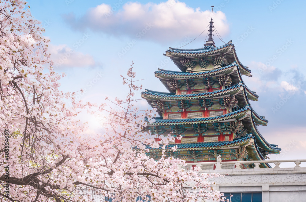 cherry blossom in spring of Gyeongbokgung Palace in seoul,korea.