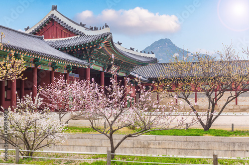 Photography cherry blossom in spring of Gyeongbokgung Palace in seoul,korea.