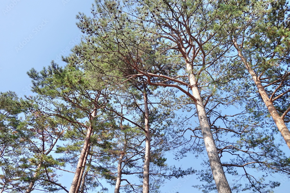 Obraz premium pine tree