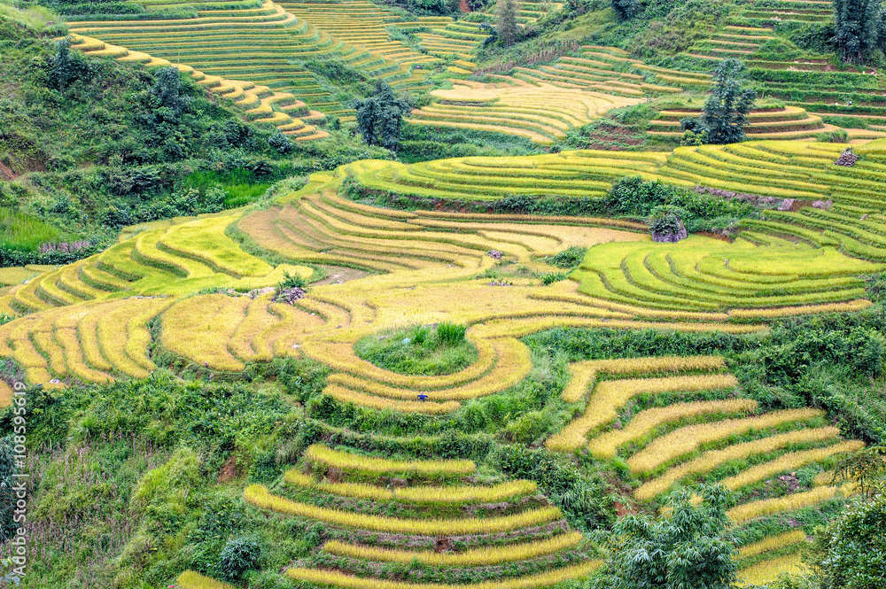 Terraced rice paddy in Lao Cai highland province of Vietnam. Terraced rice paddy in Lao Cai highland province of Vietnam.
