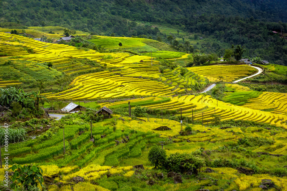 The terraced rice paddy in Y Ty district of Lao Cai province, Vietnam.
