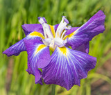 Flower of a violet iris