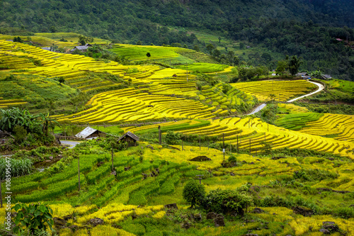 The terraced rice paddy in Y Ty district of Lao Cai province  Vietnam.