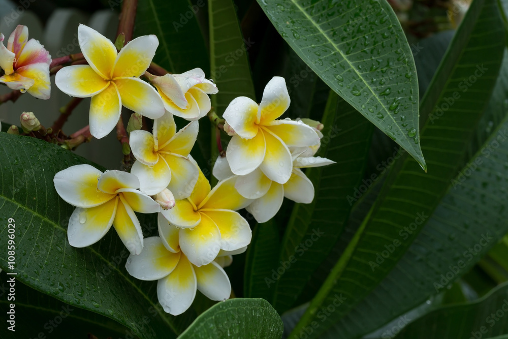 Fototapeta premium white frangipani plumeria tropical flower with water drops