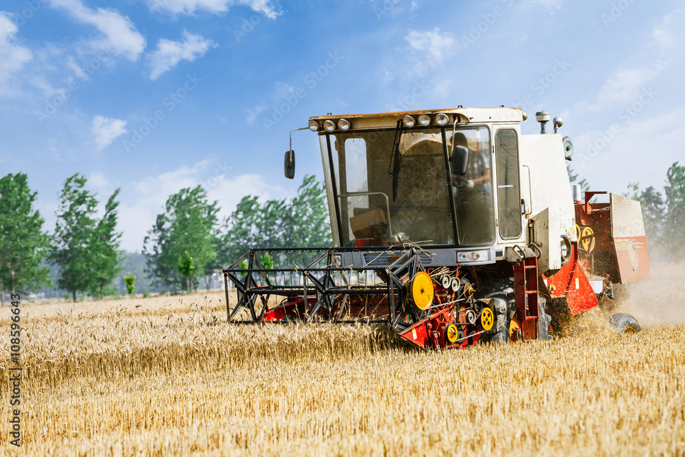 Obraz premium Combine harvester harvest ripe wheat on a farm