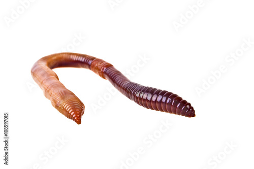 Earth worm isolated on white background